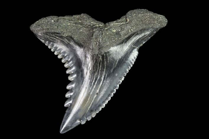 Hemipristis Shark Tooth Fossil - Virginia #96703